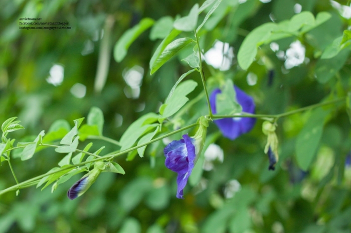 Hoa đậu biếc và công dụng tuyệt vời của hoa đậu biếc 1002113523