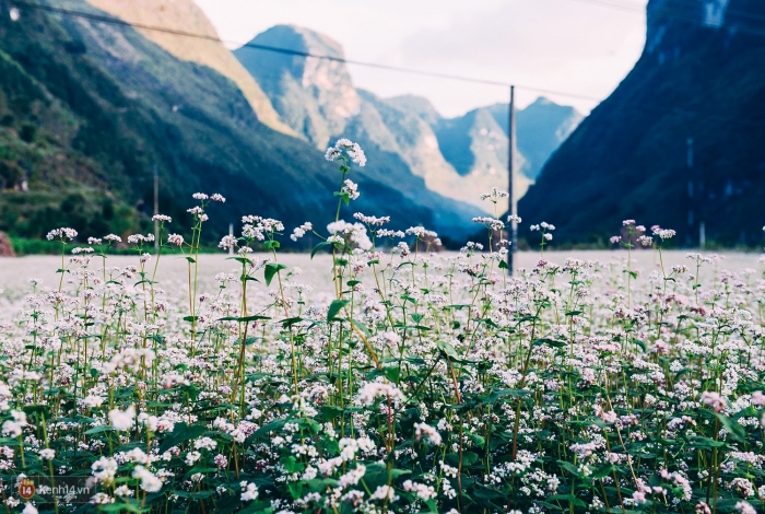 Hoa tam giác mạch: Nguồn gốc, ý nghĩa và món quà dành cho ai đó! 1984882151