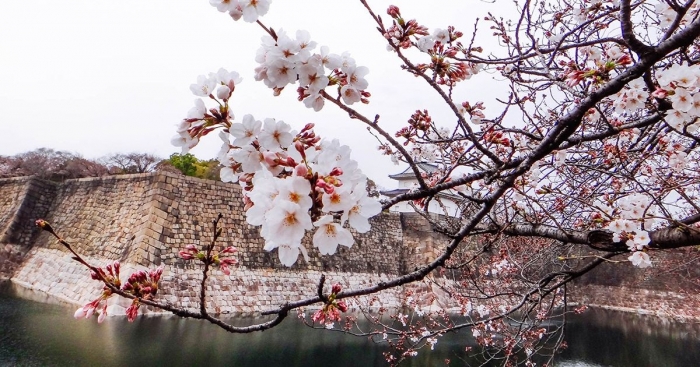 Hoa anh đào - Nguồn gốc, ý nghĩa và 4 loài hoa phổ biến 565819319