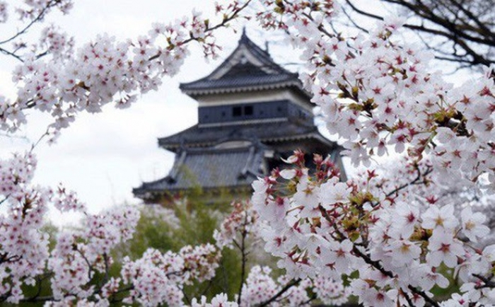 Hoa anh đào - Nguồn gốc, ý nghĩa và 4 loài hoa phổ biến  565819319