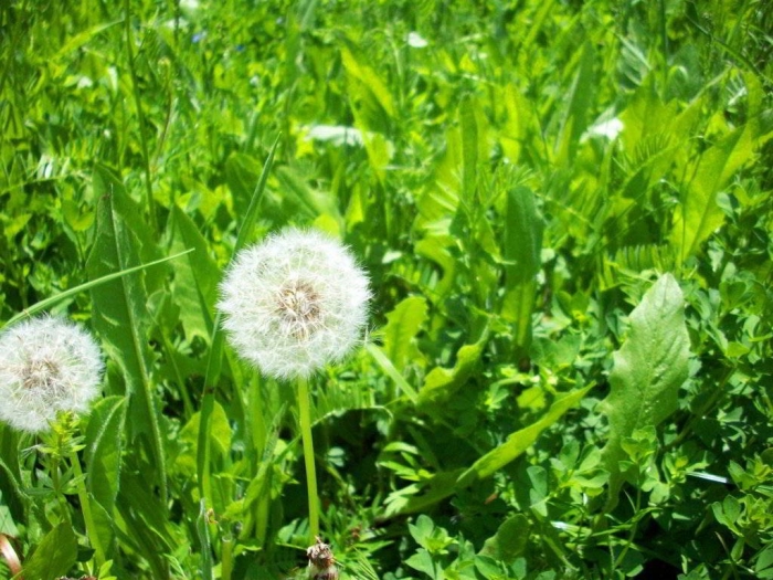 Hoa bồ công anh và ý nghĩa của bồ công anh trong gió 1926596130