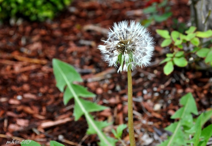 Hoa bồ công anh và ý nghĩa của bồ công anh trong gió 1926596130