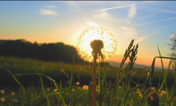 Hoa bồ công anh và ý nghĩa của bồ công anh trong gió 1926596130