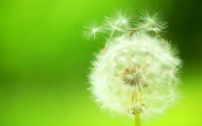 Hoa bồ công anh và ý nghĩa của bồ công anh trong gió 1926596130