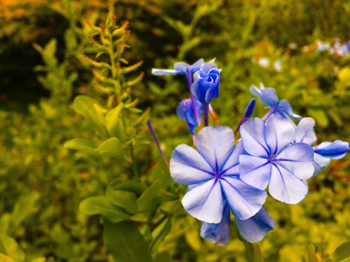 Hoa Violet - Sự minh chứng cho tình yêu đôi lứa 746702476