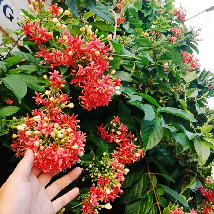 Hoa sử quân tử - Ý nghĩa và tác dụng đặc biệt của hoa sử quân tử 1402220013