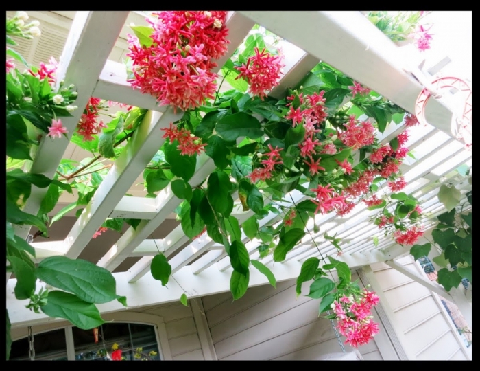 Hoa sử quân tử - Ý nghĩa và tác dụng đặc biệt của hoa sử quân tử 1402220013