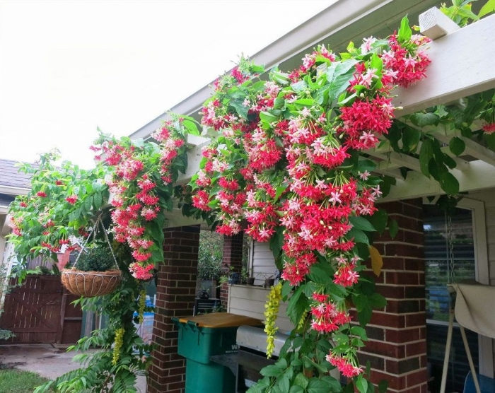 Hoa sử quân tử - Ý nghĩa và tác dụng đặc biệt của hoa sử quân tử 1402220013