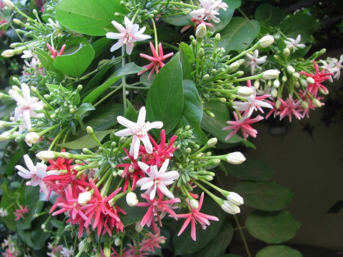 Hoa sử quân tử - Ý nghĩa và tác dụng đặc biệt của hoa sử quân tử 1402220013