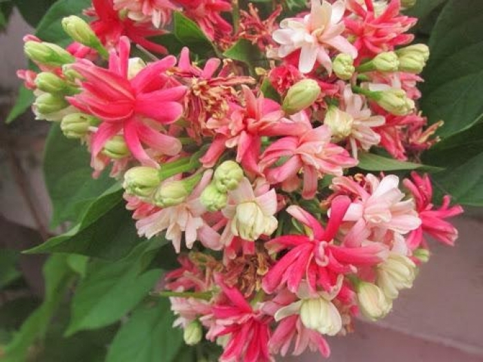 Hoa sử quân tử - Ý nghĩa và tác dụng đặc biệt của hoa sử quân tử 1402220013