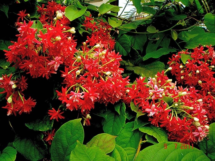 Hoa sử quân tử - Ý nghĩa và tác dụng đặc biệt của hoa sử quân tử 1402220013