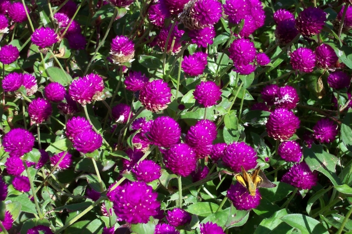 Hoa bách nhật: Nguồn gốc, đặc tính và ý nghĩa hoa 302709881