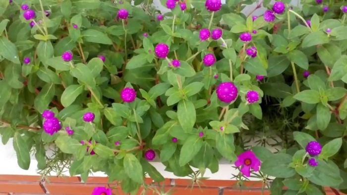 Hoa bách nhật: Nguồn gốc, đặc tính và ý nghĩa hoa 302709881