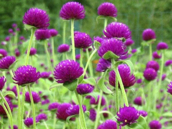 Hoa bách nhật: Nguồn gốc, đặc tính và ý nghĩa hoa 302709881