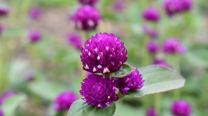 Hoa bách nhật: Nguồn gốc, đặc tính và ý nghĩa hoa 302709881