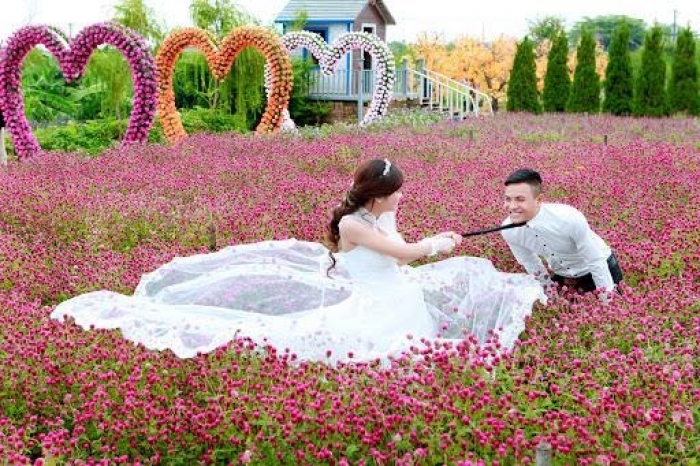 Hoa bách nhật: Nguồn gốc, đặc tính và ý nghĩa hoa 302709881