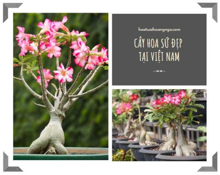 Những điều có thể bạn chưa biết về hoa sứ 1434745679
