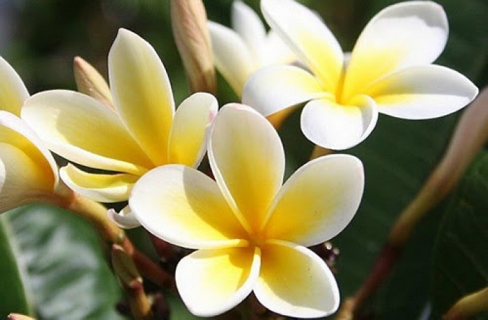 Những điều có thể bạn chưa biết về hoa sứ 1434745679