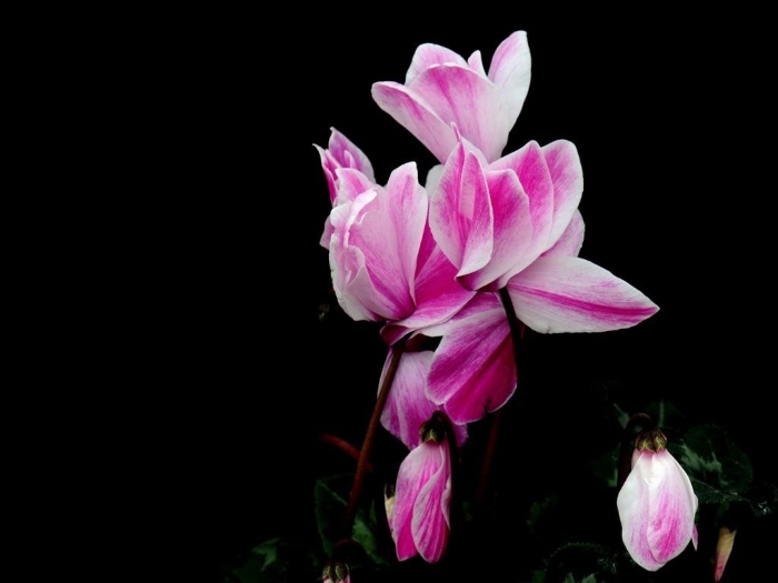 Hoa anh thảo: Nguồn gốc, ý nghĩa phong thủy và cách chăm sóc 453340019