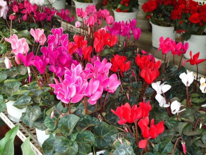 Hoa anh thảo: Nguồn gốc, ý nghĩa phong thủy và cách chăm sóc 453340019