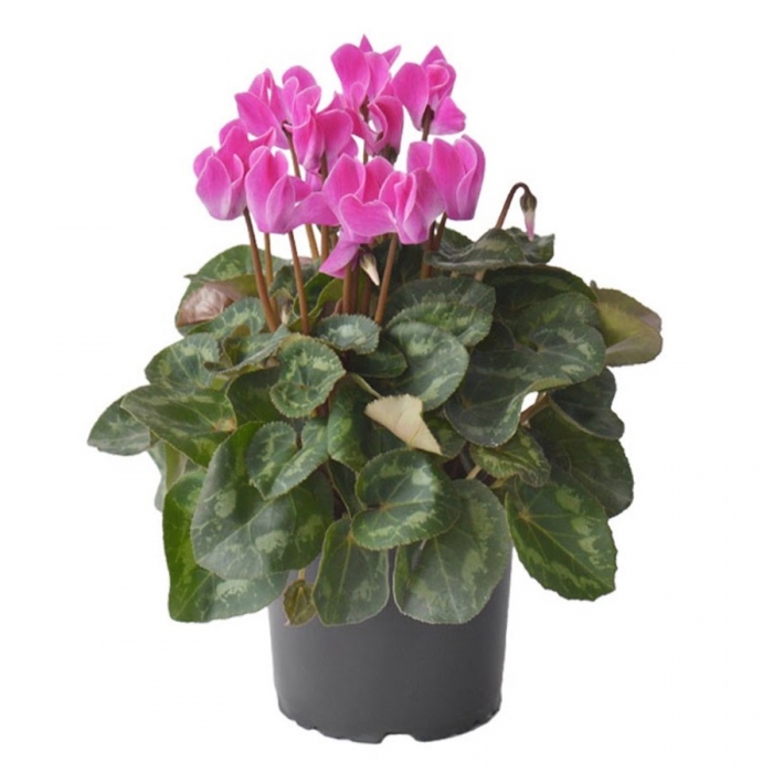 Hoa anh thảo: Nguồn gốc, ý nghĩa phong thủy và cách chăm sóc 453340019