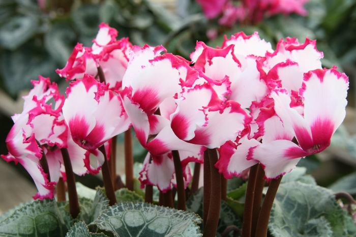 Hoa anh thảo: Nguồn gốc, ý nghĩa phong thủy và cách chăm sóc 453340019