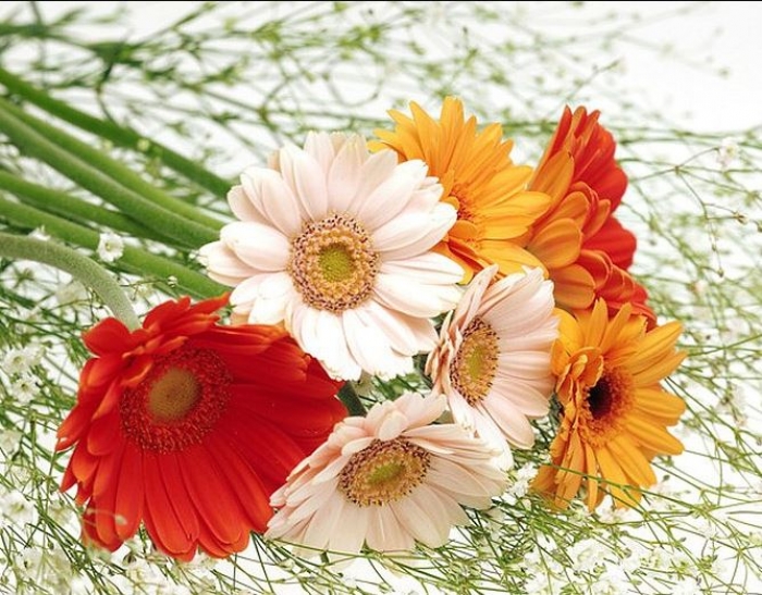 Tiết lộ cách chọn hoa sinh nhật cho người mệnh Thổ 821105515