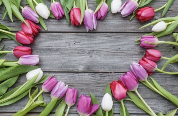 Hoa tulip: Nguồn gốc và ý nghĩa của loài hoa đẹp nhất thế giới 2013042517