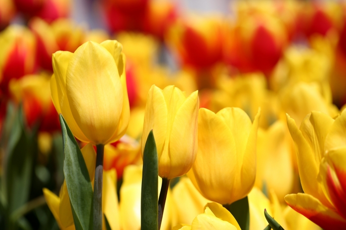 Hoa tulip: Nguồn gốc và ý nghĩa của loài hoa đẹp nhất thế giới 2013042517