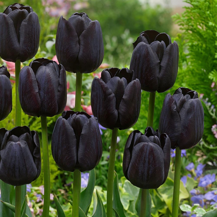 Hoa tulip: Nguồn gốc và ý nghĩa của loài hoa đẹp nhất thế giới