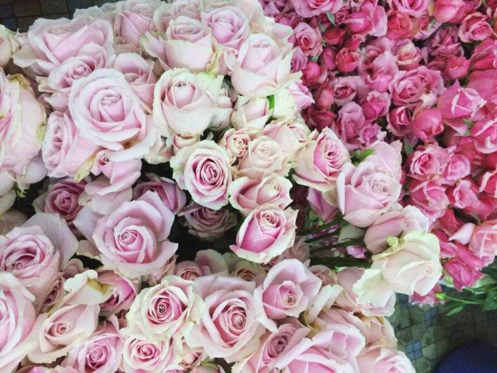 Hoa sinh nhật tháng 3 và đặc điểm của người nhận 1465916233