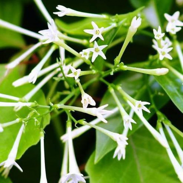 Hoa dạ lý hương - Nguồn gốc, sự tích và cách chăm sóc 1718285352