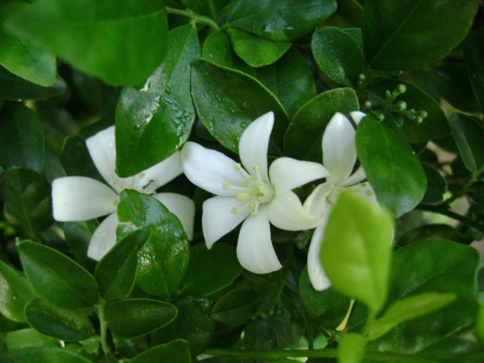 Hoa dạ lý hương - Nguồn gốc, sự tích và cách chăm sóc 1718285352