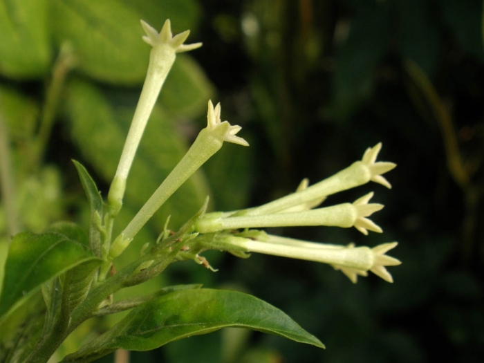 Hoa dạ lý hương - Nguồn gốc, sự tích và cách chăm sóc 1718285352