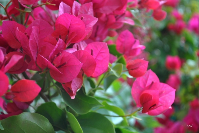 Ý nghĩa loài hoa giấy giản dị nhưng vô cùng kiên cường 1770793352