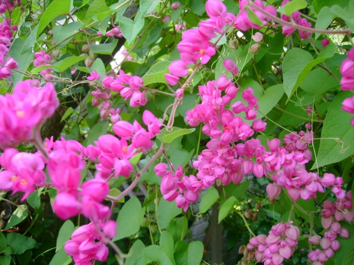 Những sự thật thú vị ít người viết về hoa Tigon 1229842153