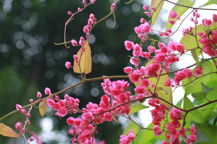 Những sự thật thú vị ít người viết về hoa Tigon 1229842153