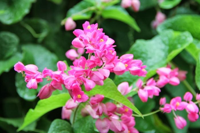 Những sự thật thú vị ít người viết về hoa Tigon 1229842153