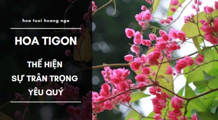 Những sự thật thú vị ít người viết về hoa Tigon 1229842153