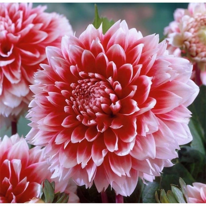 Hoa thược dược ý nghĩa và công dụng ít ai biết đến? 539941909