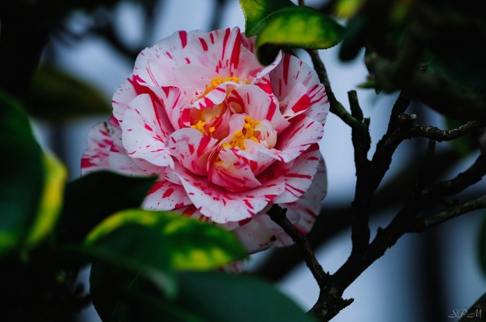 Hoa trà Nhật Bản - Loài hoa đẹp rực rỡ và đầy sức cuốn