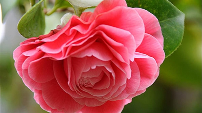 Hoa trà Nhật Bản - Loài hoa đẹp rực rỡ và đầy sức cuốn 1381329054