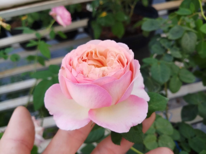 Hoa trà Nhật Bản - Loài hoa đẹp rực rỡ và đầy sức cuốn 1381329054