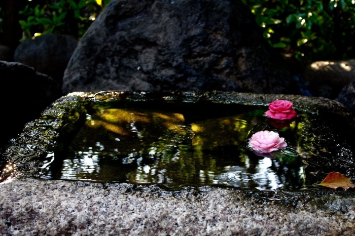 Hoa trà Nhật Bản - Loài hoa đẹp rực rỡ và đầy sức cuốn 1381329054