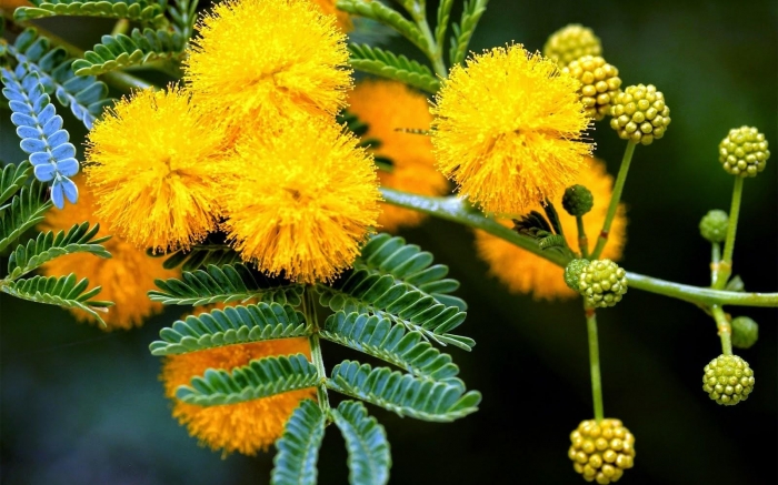 hoa-mimosa-dep-huyen-bi-va-nhung-y-nghia-sau-xa-phia-sau-1577638914291.jpg