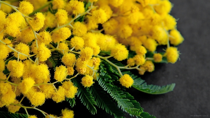 Hoa Mimosa đẹp huyền bí và những ý nghĩa sâu xa phía sau 1238318449