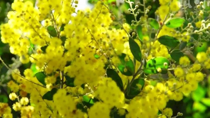 Hoa Mimosa đẹp huyền bí và những ý nghĩa sâu xa phía sau 495699167