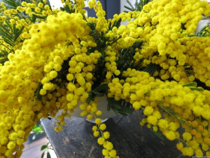 Hoa Mimosa đẹp huyền bí và những ý nghĩa sâu xa phía sau 495699167