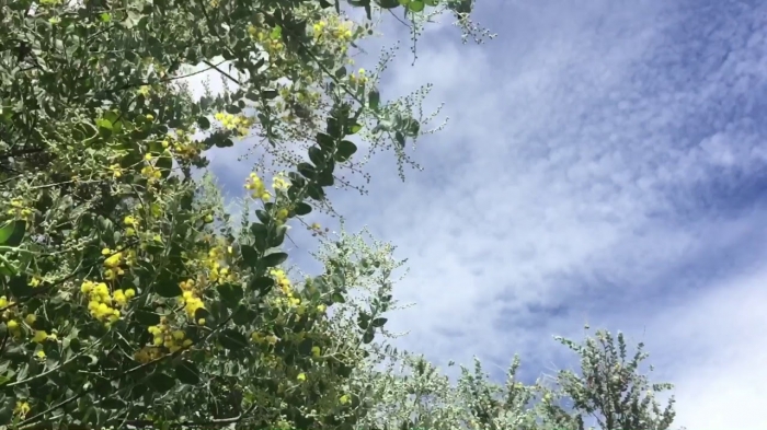 Hoa Mimosa đẹp huyền bí và những ý nghĩa sâu xa phía sau 1238318449