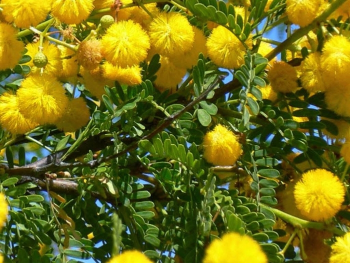 Hoa Mimosa đẹp huyền bí và những ý nghĩa sâu xa phía sau